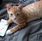 Kitty Playtime